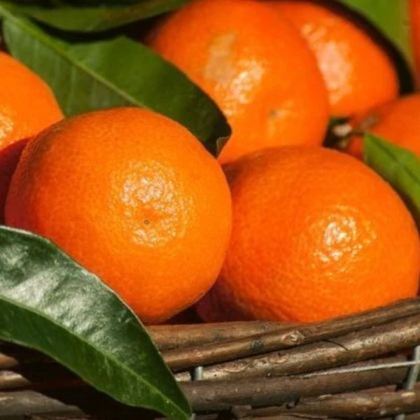 Bahia Orange Grafted Healthy Fruit Plant