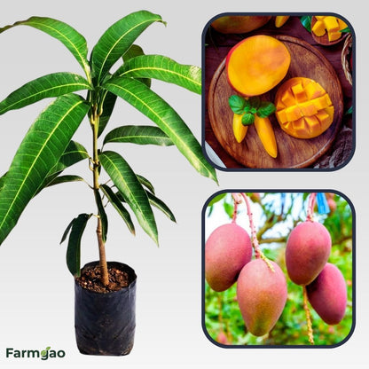 Autumn Mango Aam Grafted Healthy Fruit Plant