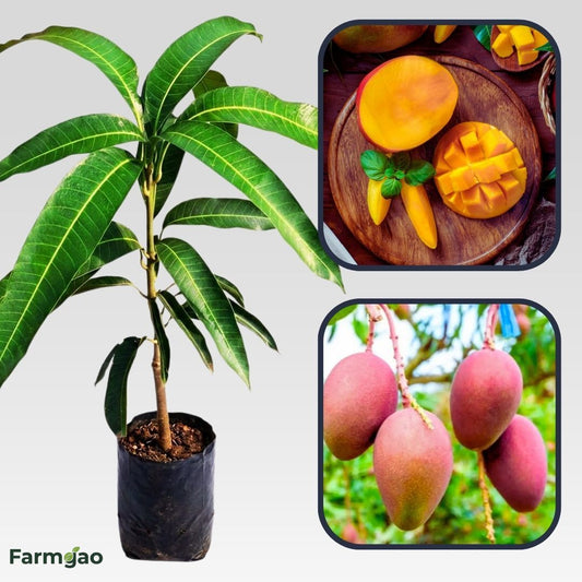 Autumn Mango Aam Grafted Healthy Fruit Plant