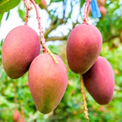 Autumn Mango Aam Grafted Healthy Fruit Plant