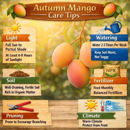 Autumn Mango Aam Grafted Healthy Fruit Plant