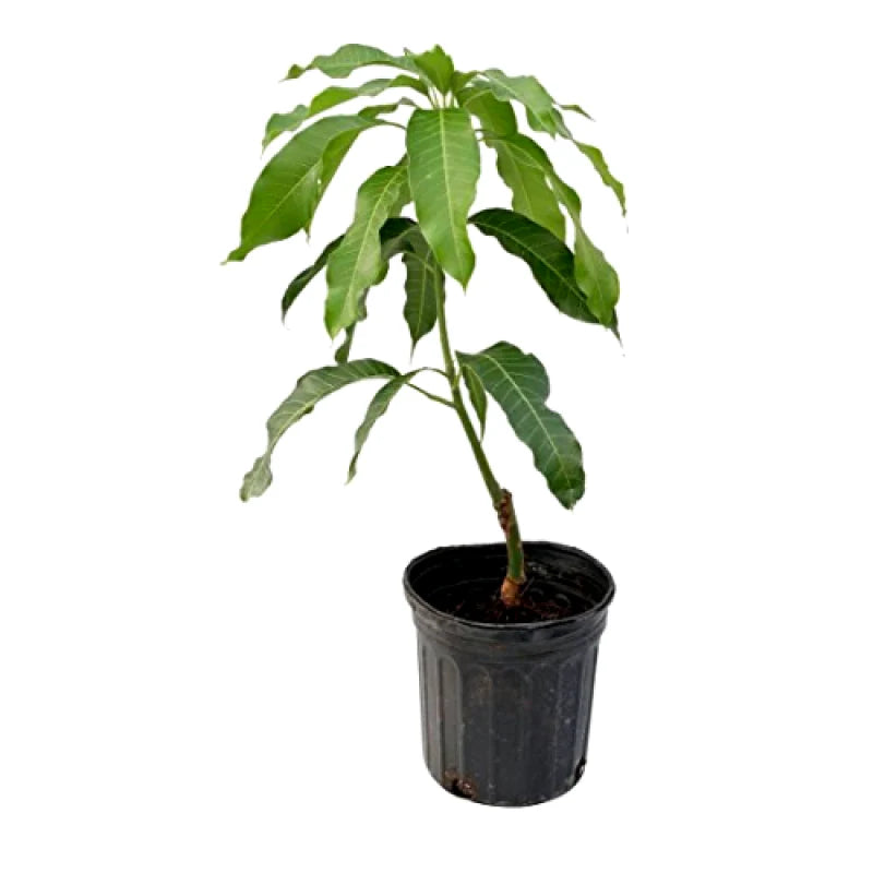 Autumn Mango Aam Grafted Healthy Fruit Plant