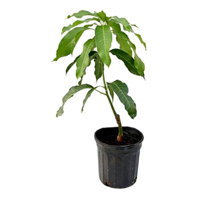 Autumn Mango Aam Grafted Healthy Fruit Plant