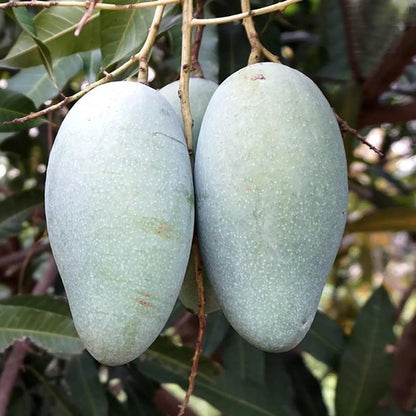 Thai Catimon Katimon All Time Sweet Fruit Mango Grafted Hybrid Plant