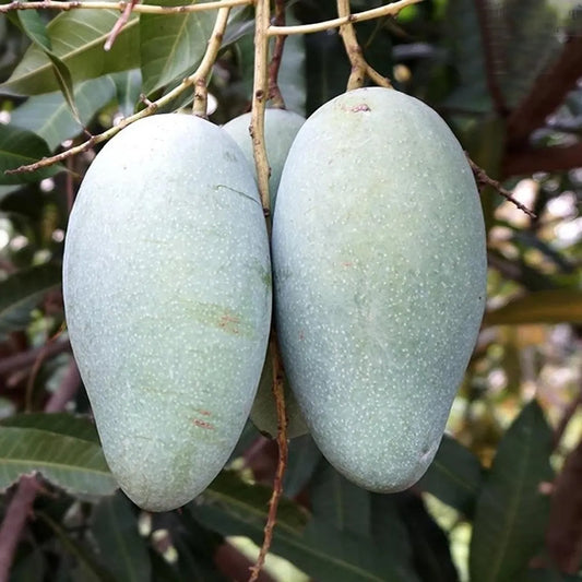 Thai Catimon Katimon All Time Sweet Fruit Mango Grafted Hybrid Plant