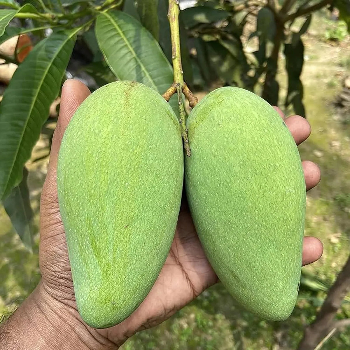 Thai Catimon Katimon All Time Sweet Fruit Mango Grafted Hybrid Plant