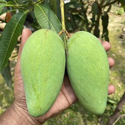 Thai Catimon Katimon All Time Sweet Fruit Mango Grafted Hybrid Plant