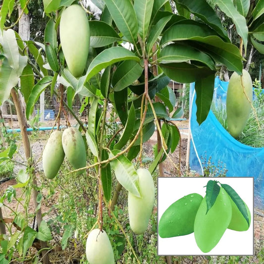 Thai Catimon Katimon All Time Sweet Fruit Mango Grafted Hybrid Plant