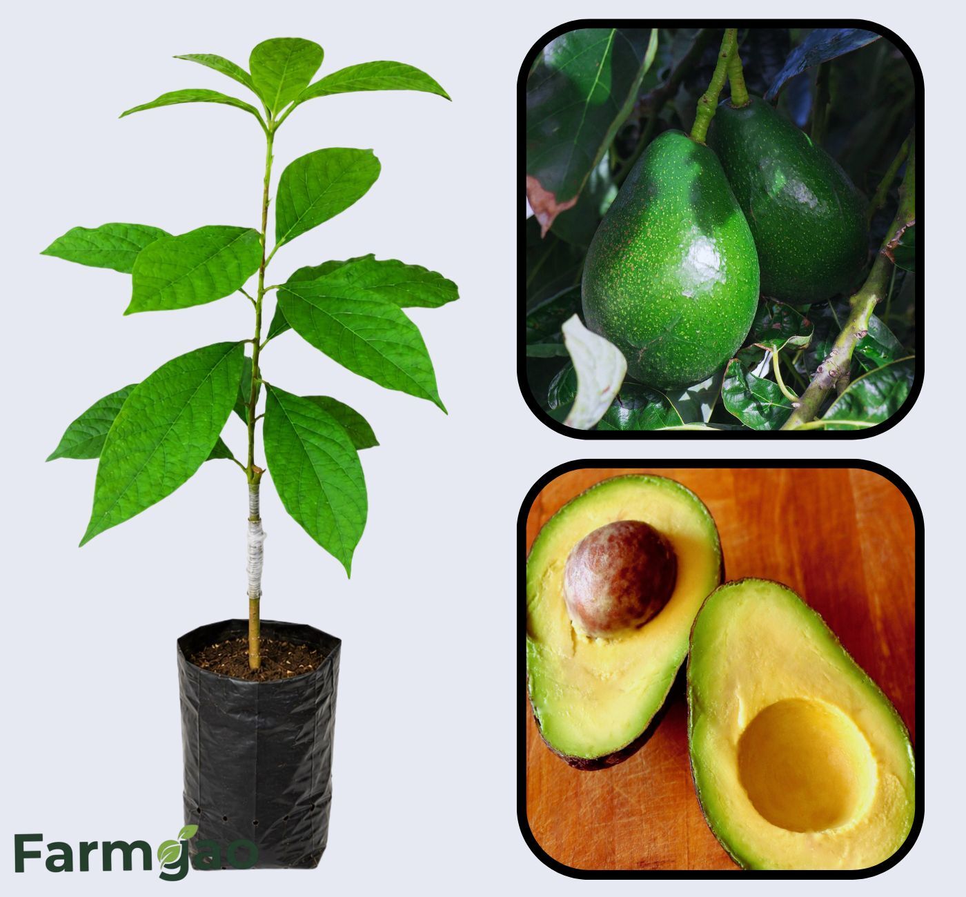 Bacon AvocadoGrafted  Healthy Fruit Plant