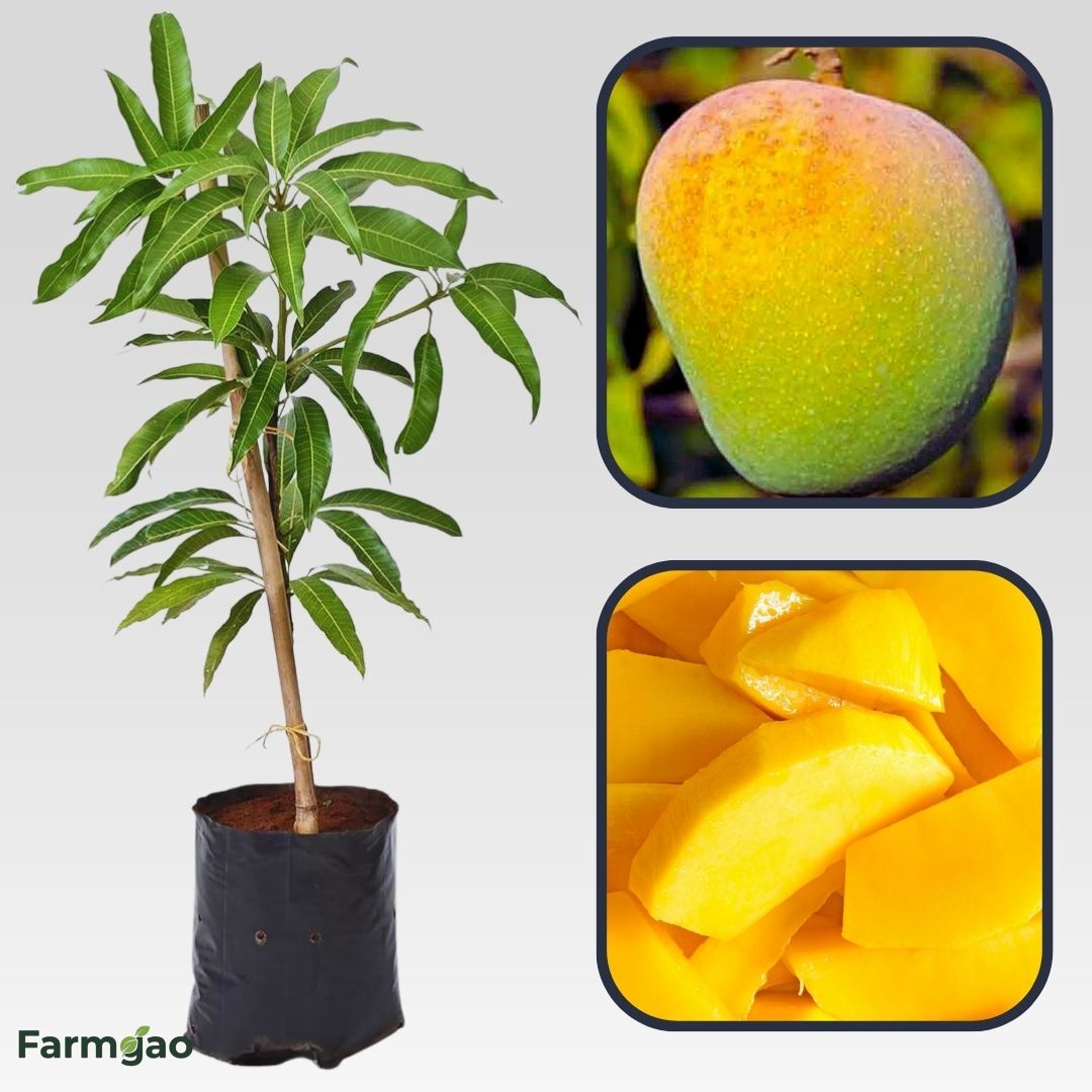 Badami Mango Aam Grafted Healthy Fruit Plant