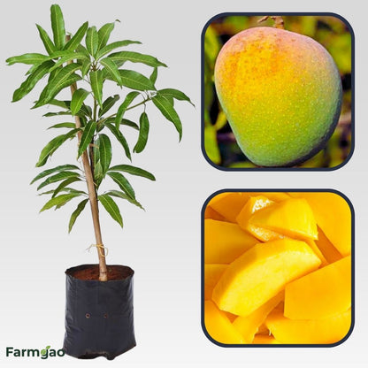 Badami Mango Aam Grafted Healthy Fruit Plant