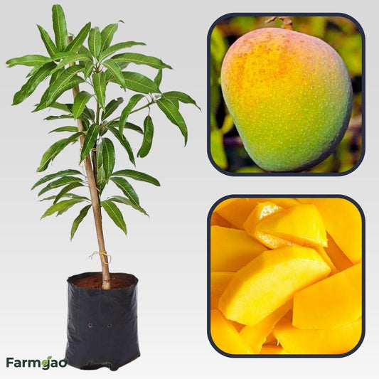 Badami Mango Aam Grafted Healthy Fruit Plant