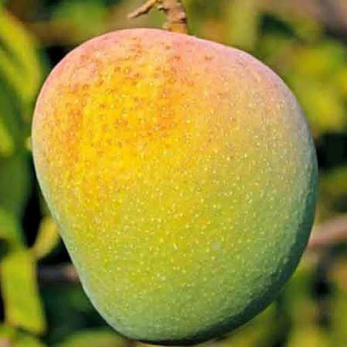 Badami Mango Aam Grafted Healthy Fruit Plant
