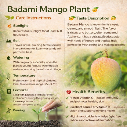 Badami Mango Aam Grafted Healthy Fruit Plant
