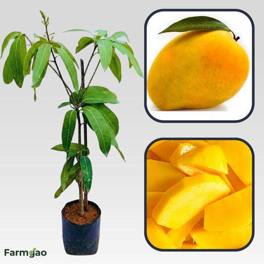 Baganapalli (Benishan) Mango Aam Grafted Healthy Fruit Plant