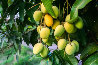 Baganapalli (Benishan) Mango Aam Grafted Healthy Fruit Plant