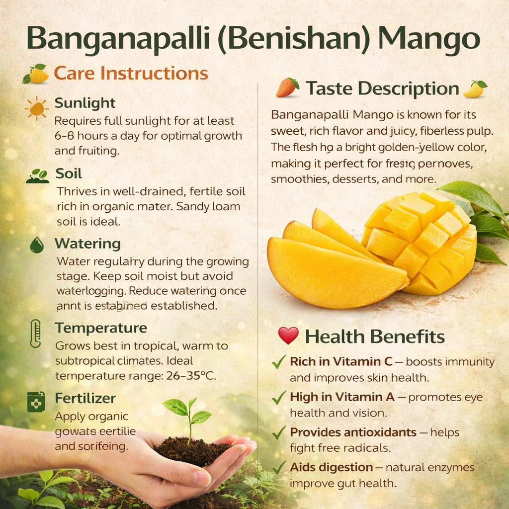 Baganapalli (Benishan) Mango Aam Grafted Healthy Fruit Plant