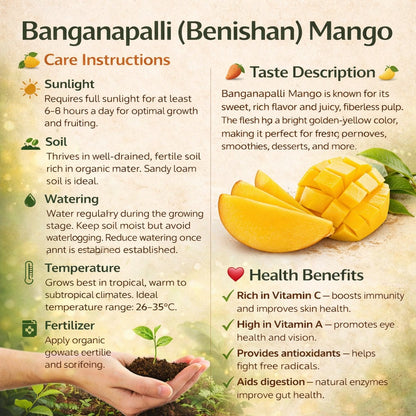 Baganapalli (Benishan) Mango Aam Grafted Healthy Fruit Plant