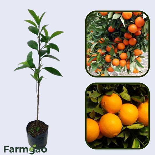 Bahia Cabula Orange Grafted Healthy Fruit Plant