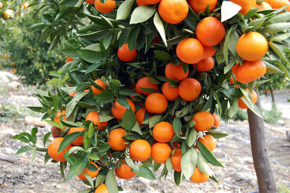 Bahia Cabula Orange Grafted Healthy Fruit Plant
