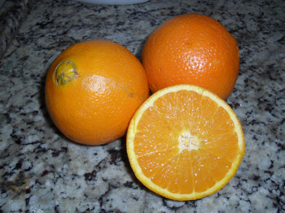 Bahia Cabula Orange Grafted Healthy Fruit Plant