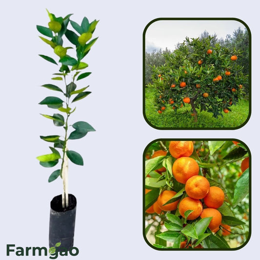 Bahia Orange Grafted Healthy Fruit Plant