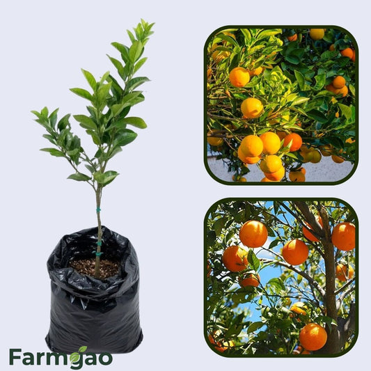 Bahia Sweet Gold Orange Grafted Healthy Fruit Plant