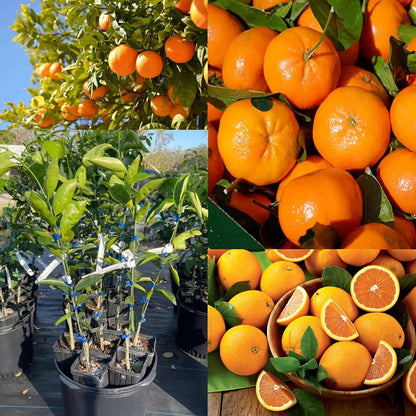 Beatriz Clementine Orange Grafted Healthy Fruit Plant