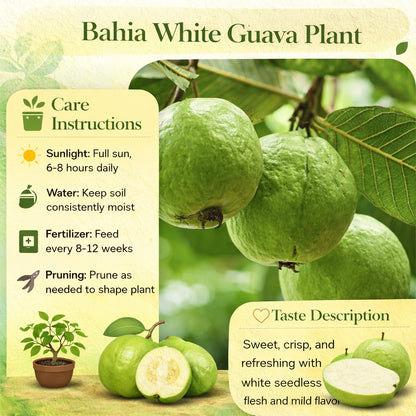 Bahia White Guava Air Layered Healthy Fruit Plant