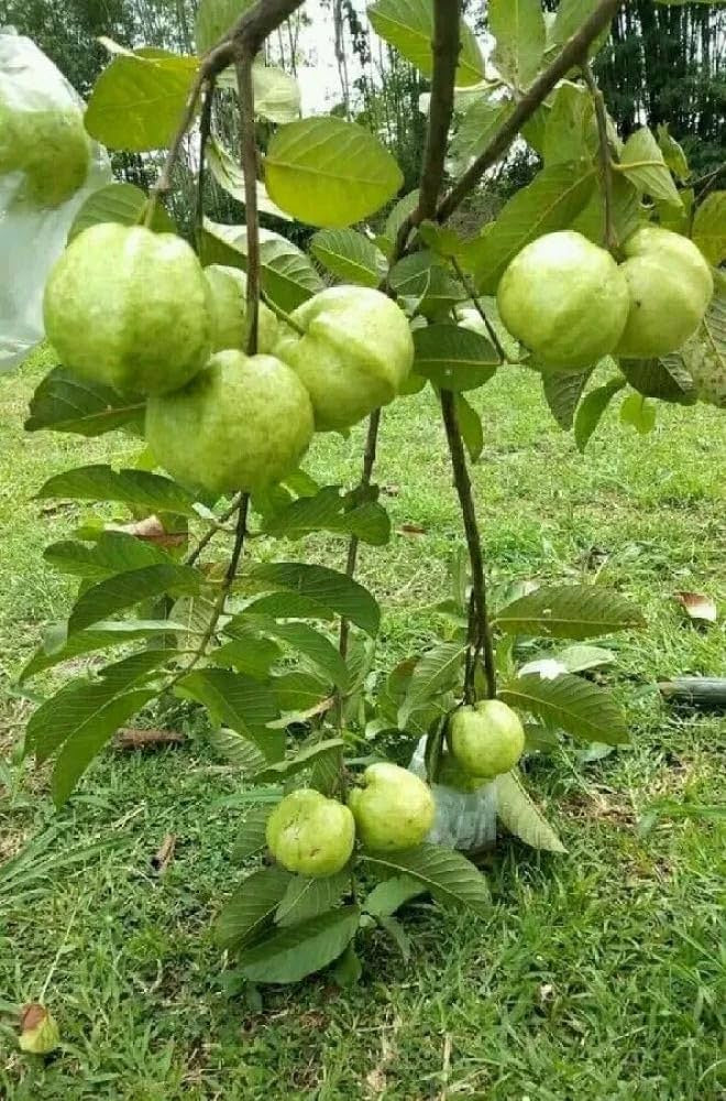 Bahia White Guava Air Layered Healthy Fruit Plant