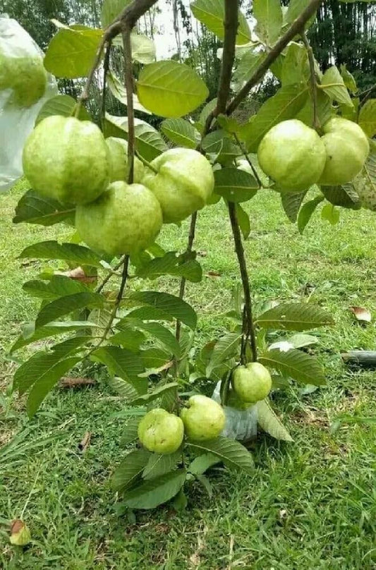 Bahia White Guava Air Layered Healthy Fruit Plant
