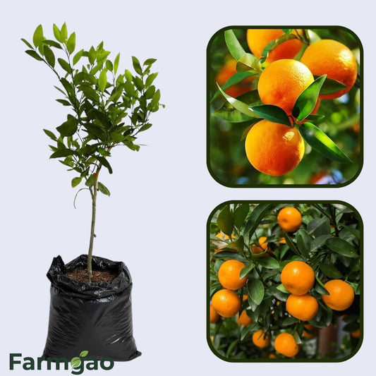 Baianinha Orange Grafted Healthy Fruit Plant