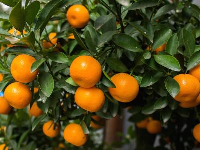 Baianinha Orange Grafted Healthy Fruit Plant