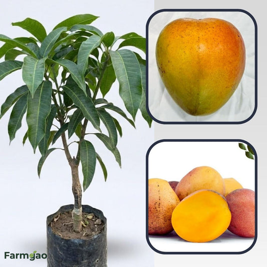 Bailey'S Marvel Aam Grafted Healthy Fruit Plant