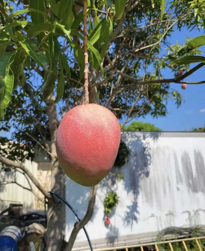 Bailey'S Marvel Aam Grafted Healthy Fruit Plant