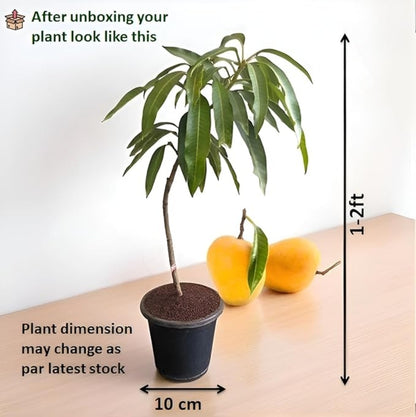Bailey'S Marvel Aam Grafted Healthy Fruit Plant
