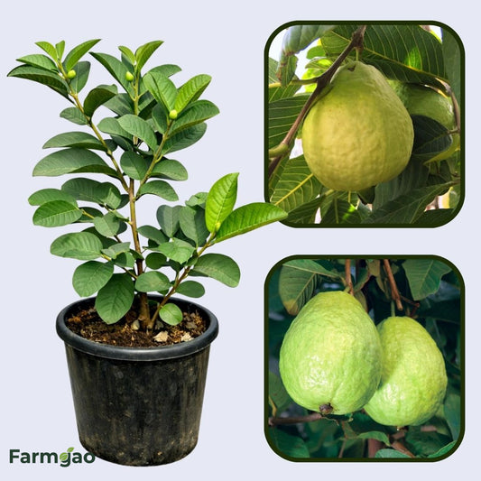 Bali White Guava Air Layered Healthy Fruit Plant
