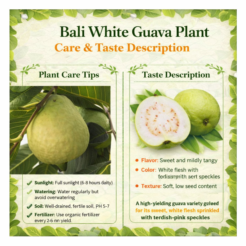Bali White Guava Air Layered Healthy Fruit Plant
