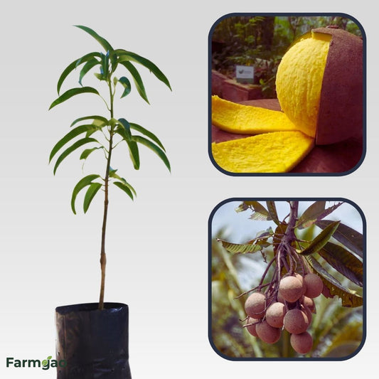 Bambangan Mango Aam Grafted Healthy Fruit Plant