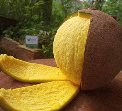 Bambangan Mango Aam Grafted Healthy Fruit Plant