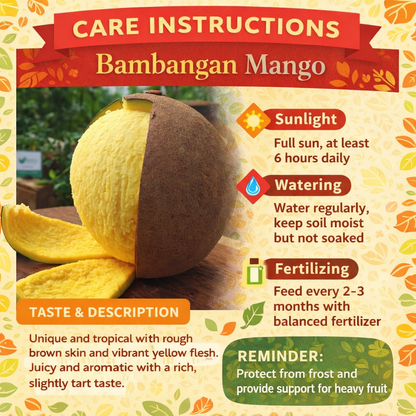 Bambangan Mango Aam Grafted Healthy Fruit Plant