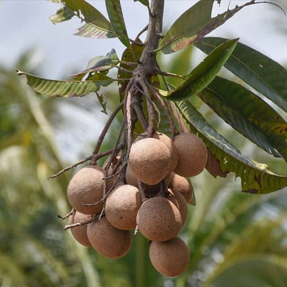 Bambangan Mango Aam Grafted Healthy Fruit Plant