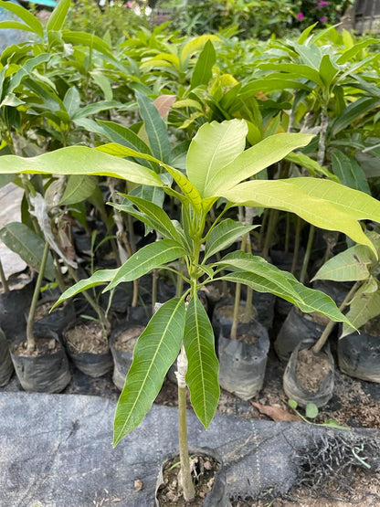Bambangan Mango Aam Grafted Healthy Fruit Plant