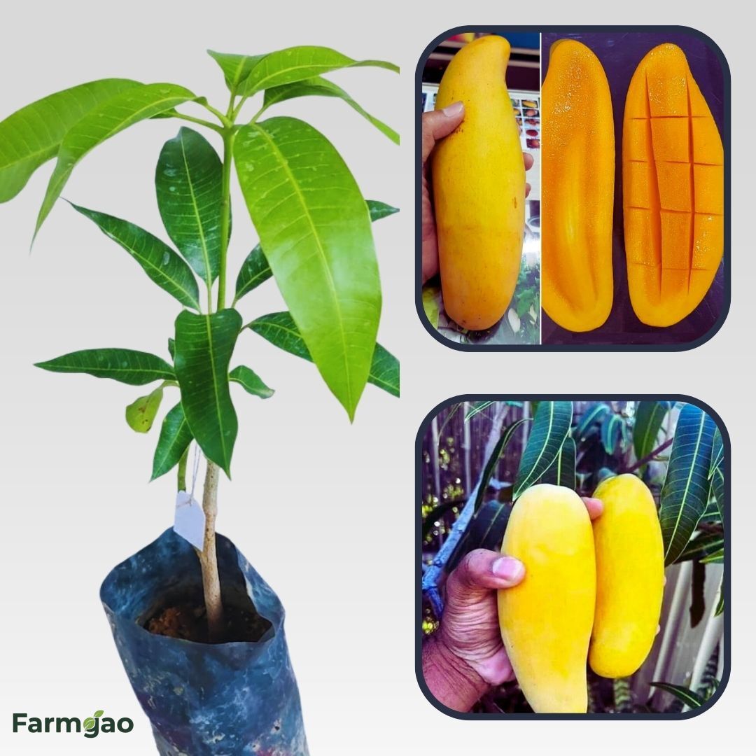 Banana Mango Aam Grafted Healthy Fruit Plant