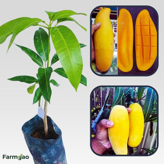 Banana Mango Aam Grafted Healthy Fruit Plant