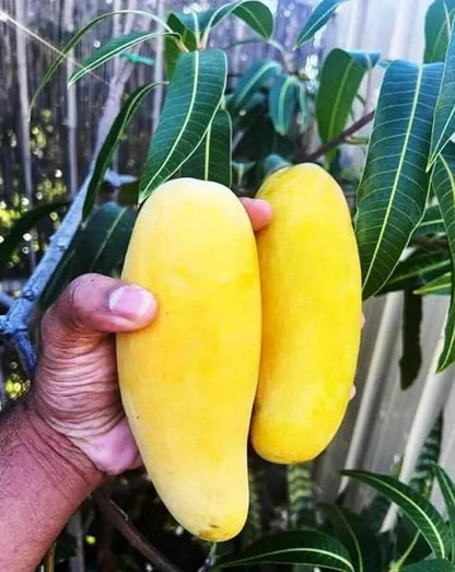 Banana Mango Aam Grafted Healthy Fruit Plant
