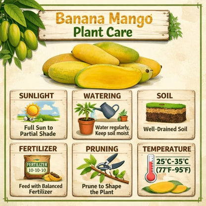 Banana Mango Aam Grafted Healthy Fruit Plant