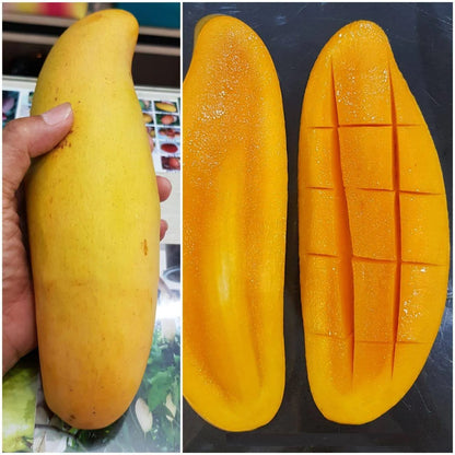 Banana Mango Aam Grafted Healthy Fruit Plant