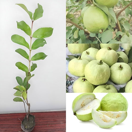 Banarasi Surkha Guava Air Layered Healthy Fruit Plant