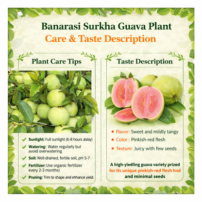 Banarasi Surkha Guava Air Layered Healthy Fruit Plant